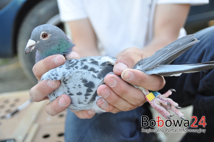 Sekcja Bobowa i jej perełki – koszowanie gołębi