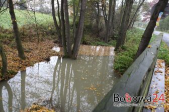 Bobry sieją spustoszenie w Stróżnej