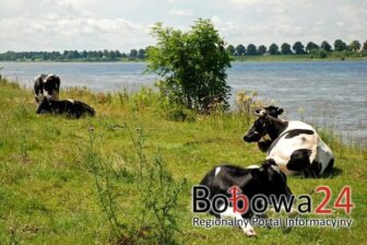 Kradli bydło z pastwisk!