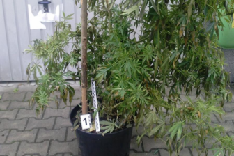 Zlikwidowano uprawę konopi indyjskiej!