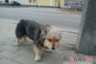 Przygarnij Kropka!