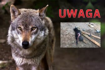 Wilki zagryzły dwa psy w Gminie Bobowa!